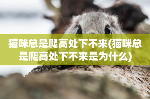 貓咪總是爬高處下不來(貓咪總是爬高處下不來是為什么)