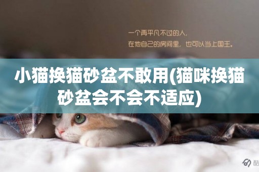 小貓換貓砂盆不敢用(貓咪換貓砂盆會不會不適應)