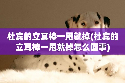 杜賓的立耳棒一甩就掉(杜賓的立耳棒一甩就掉怎么回事)