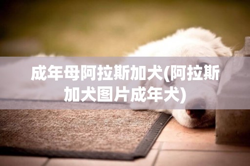 成年母阿拉斯加犬(阿拉斯加犬圖片成年犬)