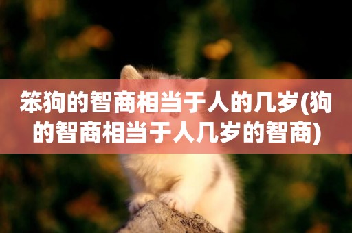 笨狗的智商相當于人的幾歲(狗的智商相當于人幾歲的智商)