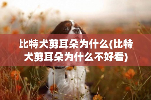 比特犬剪耳朵為什么(比特犬剪耳朵為什么不好看)