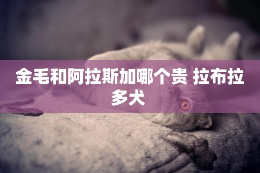 金毛和阿拉斯加哪個貴 拉布拉多犬 
