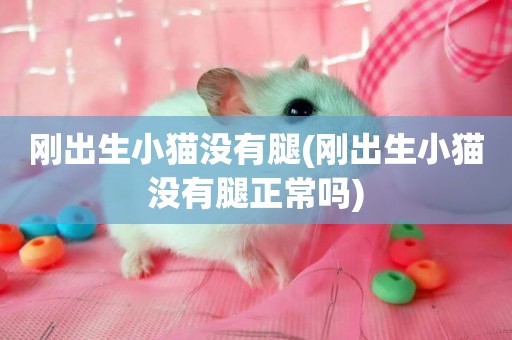 剛出生小貓沒有腿(剛出生小貓沒有腿正常嗎)