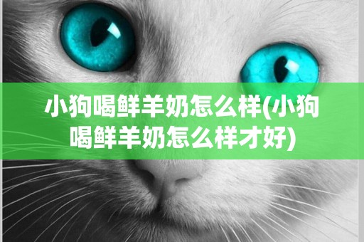 小狗喝鮮羊奶怎么樣(小狗喝鮮羊奶怎么樣才好)
