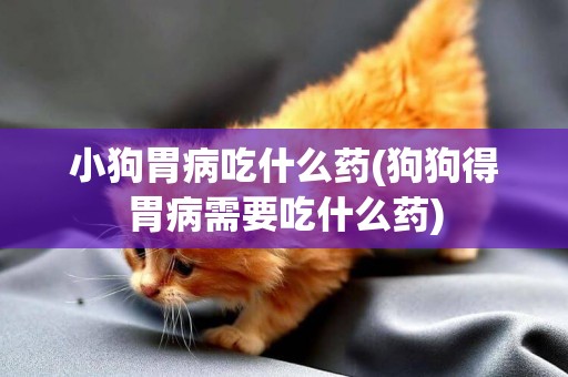 小狗胃病吃什么藥(狗狗得胃病需要吃什么藥)