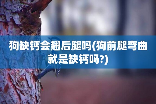 狗缺鈣會翹后腿嗎(狗前腿彎曲就是缺鈣嗎?)