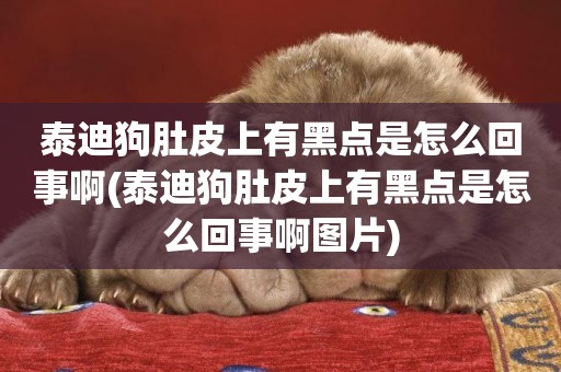 泰迪狗肚皮上有黑點是怎么回事啊(泰迪狗肚皮上有黑點是怎么回事啊圖片)