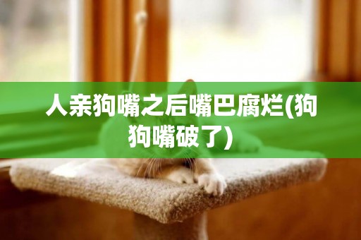 人親狗嘴之后嘴巴腐爛(狗狗嘴破了)