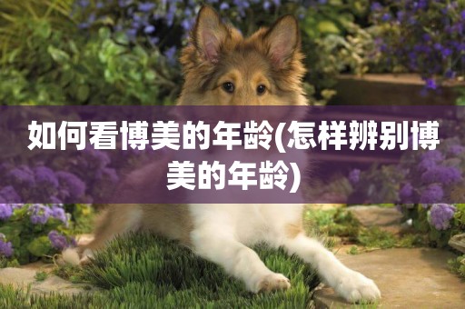 如何看博美的年齡(怎樣辨別博美的年齡)