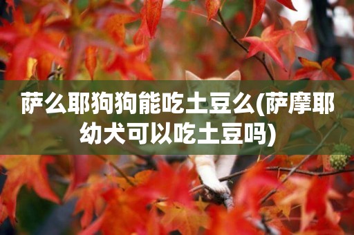 薩么耶狗狗能吃土豆么(薩摩耶幼犬可以吃土豆嗎)