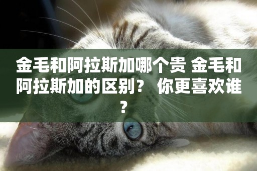 金毛和阿拉斯加哪個貴 金毛和阿拉斯加的區別？ 你更喜歡誰？ 