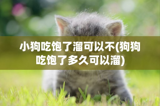 小狗吃飽了溜可以不(狗狗吃飽了多久可以溜)
