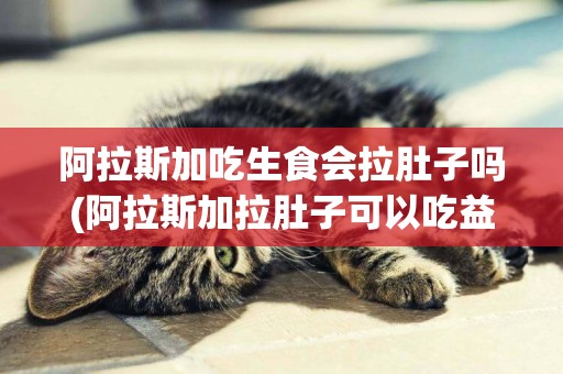 阿拉斯加吃生食會拉肚子嗎(阿拉斯加拉肚子可以吃益生菌嗎)