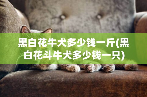 黑白花牛犬多少錢一斤(黑白花斗牛犬多少錢一只)