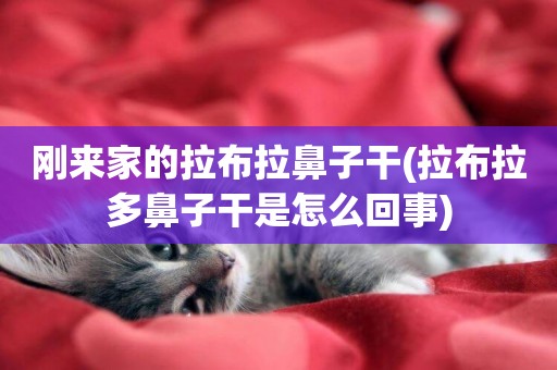剛來家的拉布拉鼻子干(拉布拉多鼻子干是怎么回事)