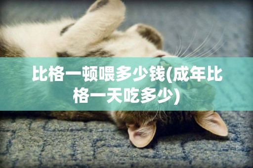比格一頓喂多少錢(成年比格一天吃多少)