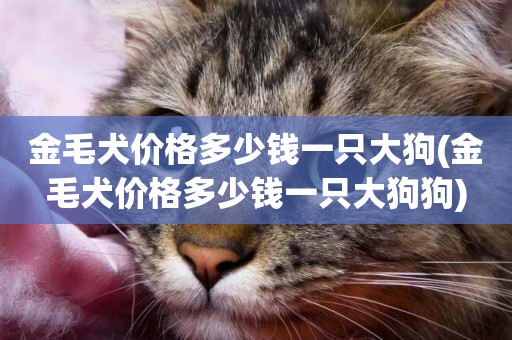 金毛犬價格多少錢一只大狗(金毛犬價格多少錢一只大狗狗)