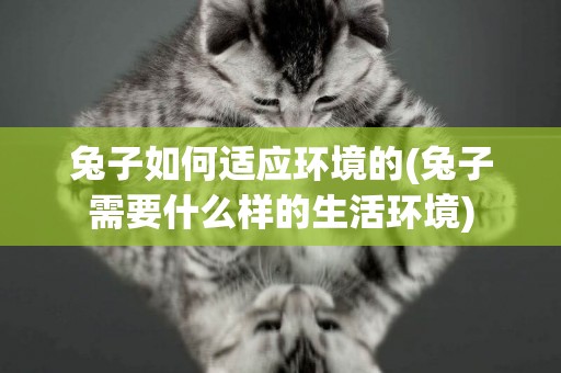 兔子如何適應環境的(兔子需要什么樣的生活環境)