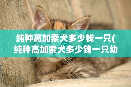 純種高加索犬多少錢一只(純種高加索犬多少錢一只幼崽)