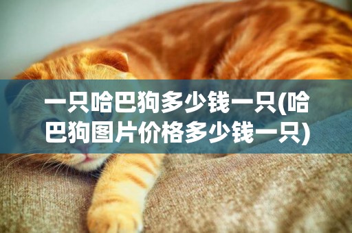 一只哈巴狗多少錢一只(哈巴狗圖片價格多少錢一只)