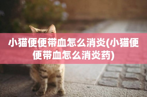 小貓便便帶血怎么消炎(小貓便便帶血怎么消炎藥)