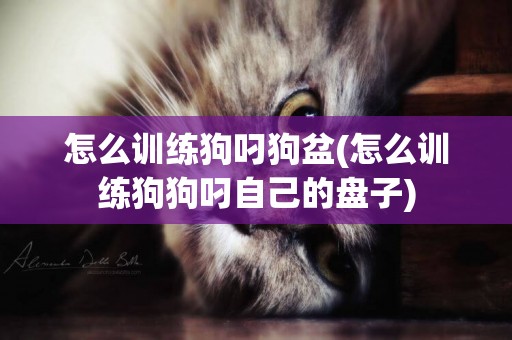 怎么訓練狗叼狗盆(怎么訓練狗狗叼自己的盤子)