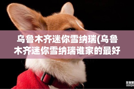 烏魯木齊迷你雪納瑞(烏魯木齊迷你雪納瑞誰家的最好)