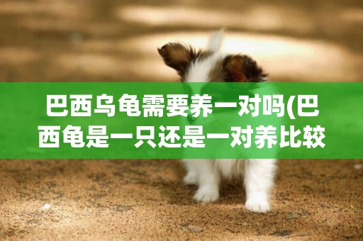 巴西烏龜需要養一對嗎(巴西龜是一只還是一對養比較好)