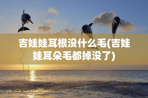 吉娃娃耳根沒什么毛(吉娃娃耳朵毛都掉沒了)