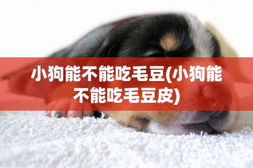 小狗能不能吃毛豆(小狗能不能吃毛豆皮)