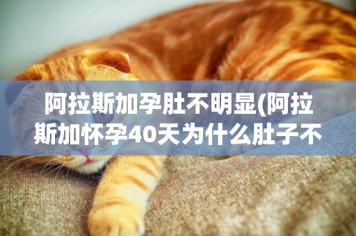 阿拉斯加孕肚不明顯(阿拉斯加懷孕40天為什么肚子不大)