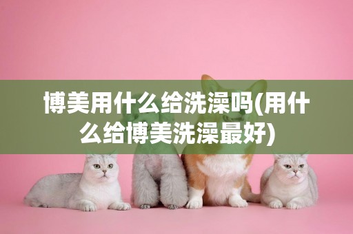 博美用什么給洗澡嗎(用什么給博美洗澡最好)
