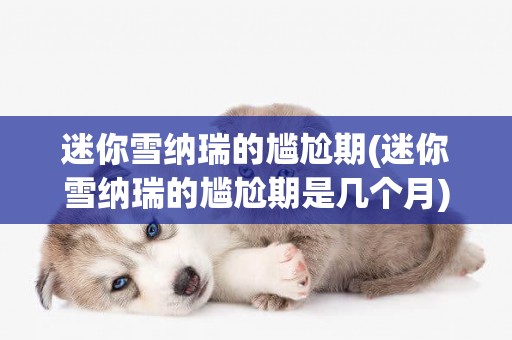 迷你雪納瑞的尷尬期(迷你雪納瑞的尷尬期是幾個月)