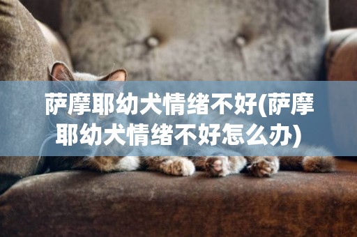 薩摩耶幼犬情緒不好(薩摩耶幼犬情緒不好怎么辦)