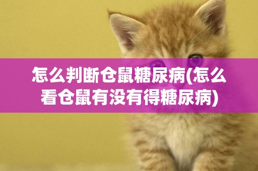 怎么判斷倉鼠糖尿病(怎么看倉鼠有沒有得糖尿病)