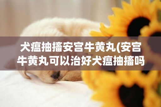 犬瘟抽搐安宮牛黃丸(安宮牛黃丸可以治好犬瘟抽搐嗎)