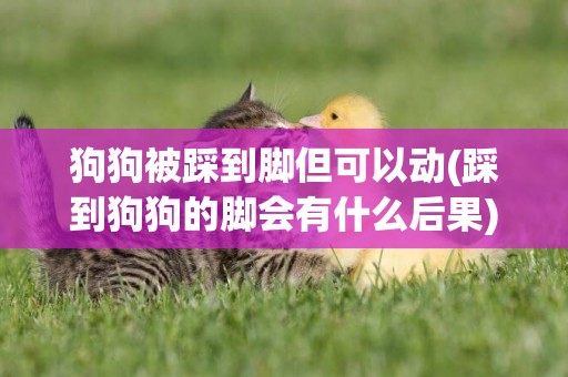 狗狗被踩到腳但可以動(踩到狗狗的腳會有什么后果)