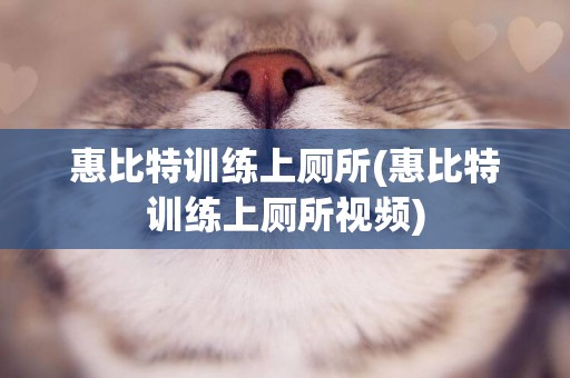 惠比特訓練上廁所(惠比特訓練上廁所視頻)