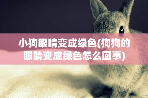小狗眼睛變成綠色(狗狗的眼睛變成綠色怎么回事)