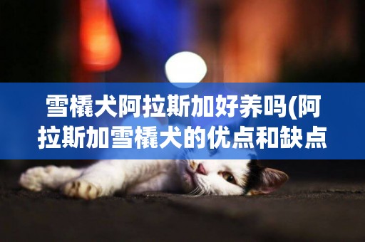 雪橇犬阿拉斯加好養嗎(阿拉斯加雪橇犬的優點和缺點)