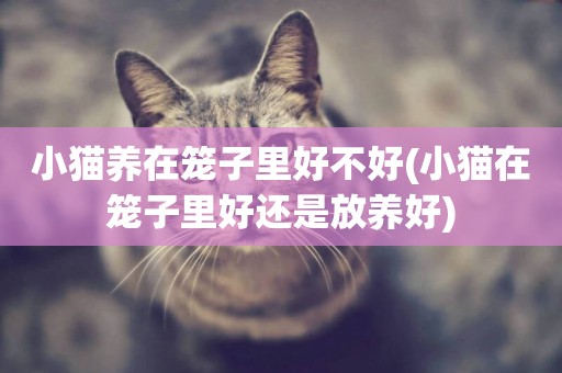 小貓養在籠子里好不好(小貓在籠子里好還是放養好)