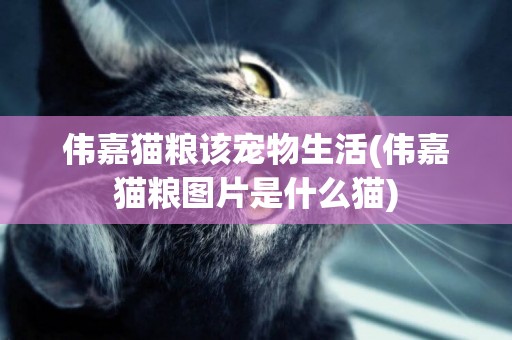 偉嘉貓糧該寵物生活(偉嘉貓糧圖片是什么貓)
