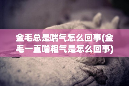 金毛總是喘氣怎么回事(金毛一直喘粗氣是怎么回事)