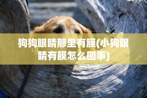 狗狗眼睛那里有膜(小狗眼睛有膜怎么回事)