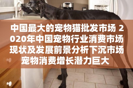 中國最大的寵物貓批發市場 2020年中國寵物行業消費市場現狀及發展前景分析下沉市場寵物消費增長潛力巨大 