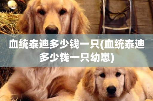 血統泰迪多少錢一只(血統泰迪多少錢一只幼崽)