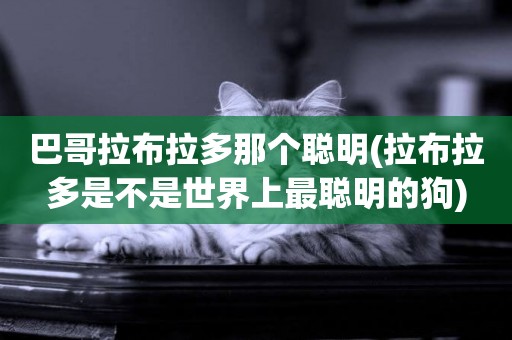 巴哥拉布拉多那個聰明(拉布拉多是不是世界上最聰明的狗)