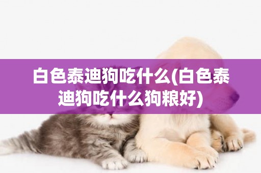 白色泰迪狗吃什么(白色泰迪狗吃什么狗糧好)