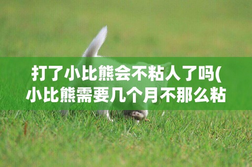 打了小比熊會不粘人了嗎(小比熊需要幾個月不那么粘人了)